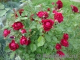 Highgrove Highgrove