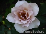 Julia's Rose Julia's Rose