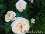 Lions Rose Lions Rose