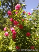 Rosarium Uetersen Rosarium Uetersen