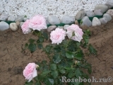 Home & Garden Home & Garden