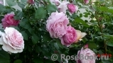 Mary Rose Mary Rose