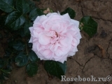Home & Garden Home & Garden