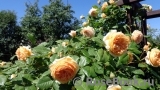 Crown Princess Margareta® Crown Princess Margareta®