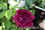 Burgundy Ice Burgundy Ice