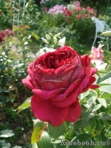 Rose des 4 Vents Rose des 4 Vents