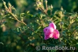 Pomponella Pomponella