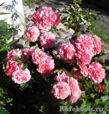 Rosarium Uetersen Rosarium Uetersen