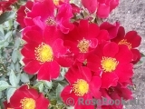 Bienenweide Rot Bienenweide Rot