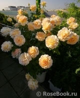 Chandos Beauty Chandos Beauty