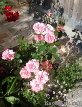 Mein schoner Garten Mein schoner Garten