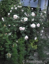 Crocus Rose® Crocus Rose®