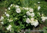 Ritausma Ritausma