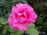 McCartney Rose, The McCartney Rose, The