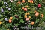 Gartenspass ® Gartenspass ®