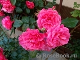 Rosarium Uetersen Rosarium Uetersen