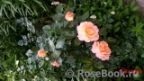 Rosemary Harkness Rosemary Harkness