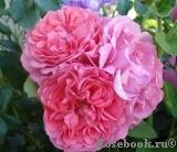 Rosarium Uetersen Rosarium Uetersen
