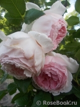 The Wedgwood Rose The Wedgwood Rose