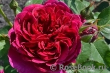 Darcey Bussell Darcey Bussell