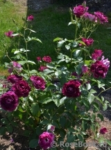 Burgundy Ice Burgundy Ice