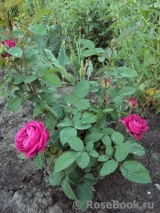 Heidi Klum Rose Heidi Klum Rose