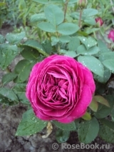 Heidi Klum Rose Heidi Klum Rose