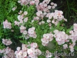 Heavenly Pink Heavenly Pink