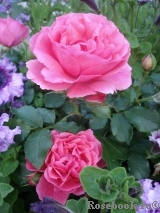 Rosarium Uetersen Rosarium Uetersen