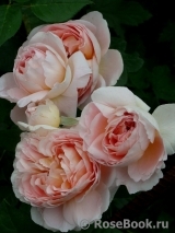 Abraham Darby Abraham Darby