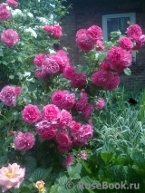 Rosarium Uetersen Rosarium Uetersen