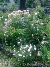 William Morris William Morris