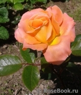Rosemary Harkness Rosemary Harkness