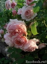 A Shropshire Lad A Shropshire Lad