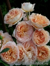 Abraham Darby Abraham Darby