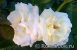Alabaster Alabaster