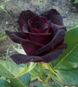 Black Baccara Black Baccara