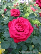 Dame de Coeur Dame de Coeur