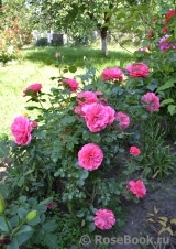 Rosarium Uetersen Rosarium Uetersen