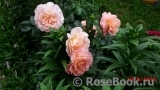 Rosemary Harkness Rosemary Harkness