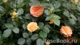Goldelse Goldelse