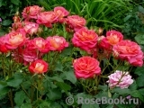 Midsummer Midsummer