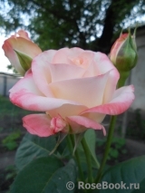 Belle Perle Belle Perle