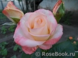 Belle Perle Belle Perle