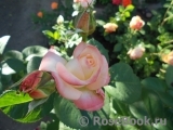 Belle Perle Belle Perle