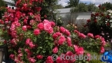 Rosarium Uetersen Rosarium Uetersen