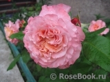 Augusta Luise Augusta Luise