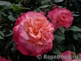 Augusta Luise Augusta Luise