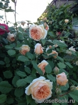Crown Princess Margareta® Crown Princess Margareta®