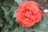 Terracotta Terracotta
